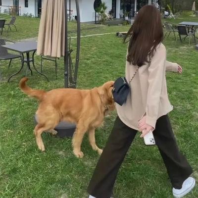 盗贼泰瑞莎